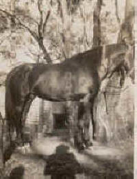 Horse used on the Farm