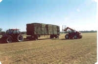 Loading Hay for sale